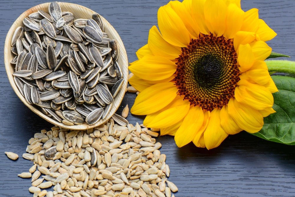 SUNFLOWER-SEEDS.jpg